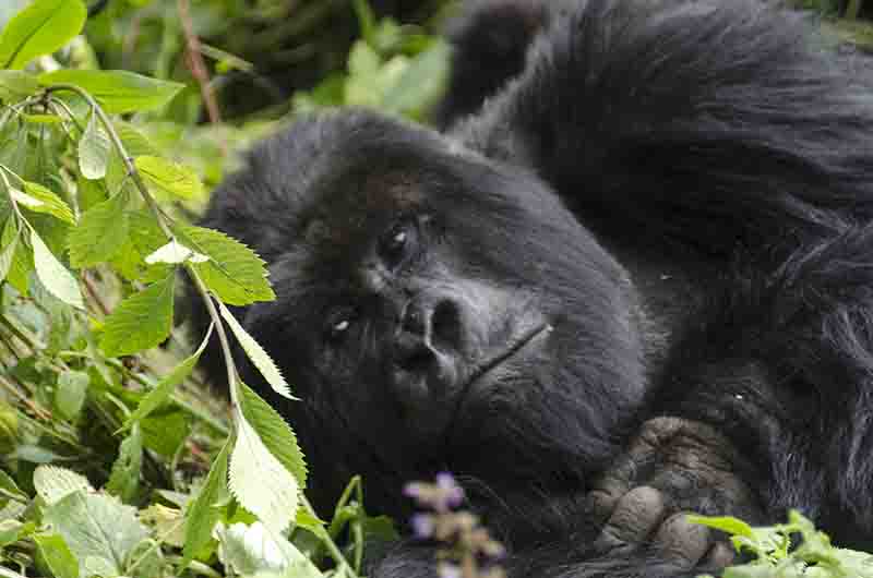 Gorila - selva de Virunga - parque nacional de los Volcanes - Ruanda 16.jpg